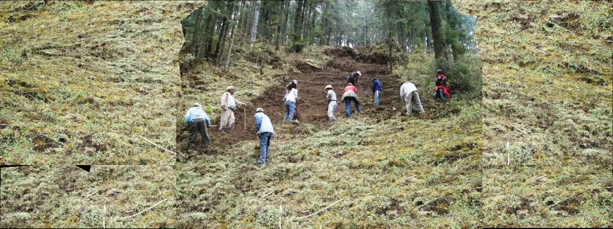 Mantener los bosques
